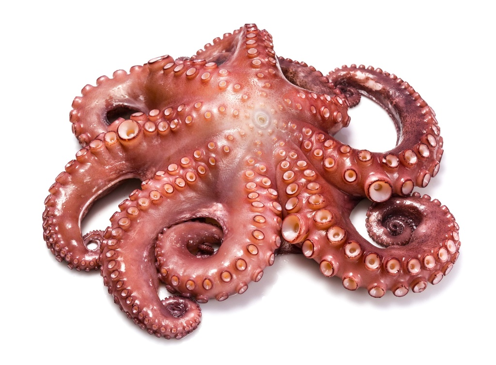 Pulpo Cocido