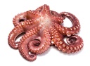 Pulpo Cocido